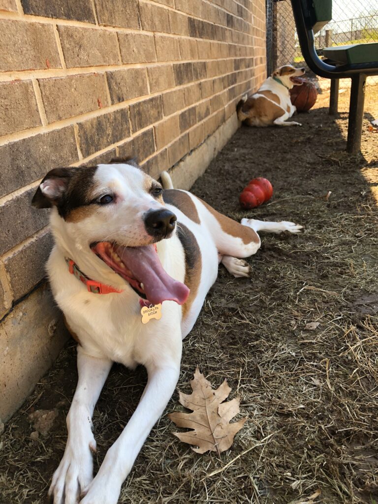 Cute Picture of dogs Maddi and Sandy lying down after a fun training session